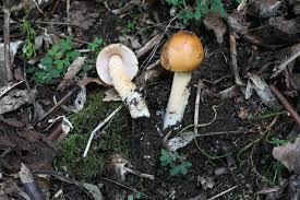 Attēlu rezultāti vaicājumam “Amanita crocea”