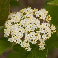 Attēlu rezultāti vaicājumam “Viburnum lantana”
