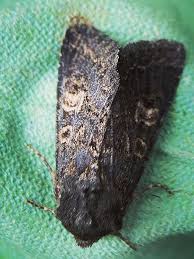 Attēlu rezultāti vaicājumam “Tholera cespitis”