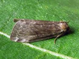 Attēlu rezultāti vaicājumam “Tetheella fluctuosa”