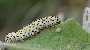 Attēlu rezultāti vaicājumam “Tenthredo scrophulariae larva”