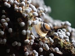 Attēlu rezultāti vaicājumam “Didymium squamulosum stalked”