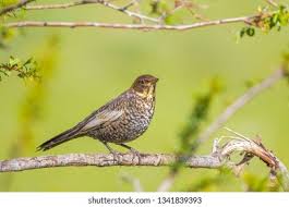 Image result for Turdus torquatus