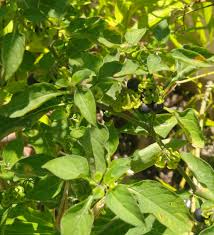 Attēlu rezultāti vaicājumam “Solanum nigrum leaf”
