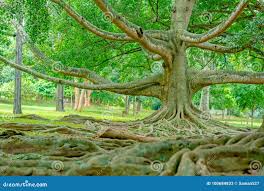 Image result for шри ланка королевский ботанический сад