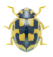 Attēlu rezultāti vaicājumam “Propylea quatuordecimpunctata”