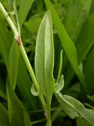 Attēlu rezultāti vaicājumam “Rumex acetosa leaf”