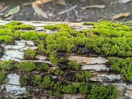 Attēlu rezultāti vaicājumam “Hypnum cupressiforme sporophyte”