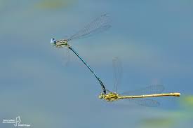 Attēlu rezultāti vaicājumam “Platycnemis pennipes”