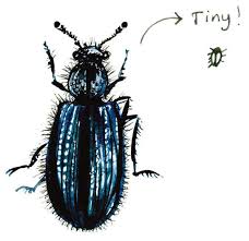 Attēlu rezultāti vaicājumam “Necrobia violacea”