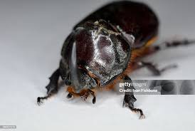 Attēlu rezultāti vaicājumam “Oryctes nasicornis”