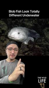 Image result for blobfish