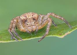 Attēlu rezultāti vaicājumam “Thomisidae”