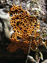 Attēlu rezultāti vaicājumam “Hemitrichia karstenii macro”