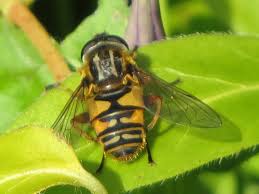 Attēlu rezultāti vaicājumam “Xanthogramma sp. male”