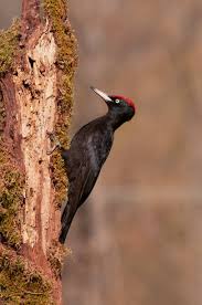 Attēlu rezultāti vaicājumam “Dryocopus martius”