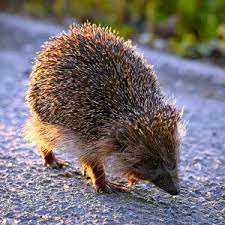 Attēlu rezultāti vaicājumam “Erinaceus roumanicus”