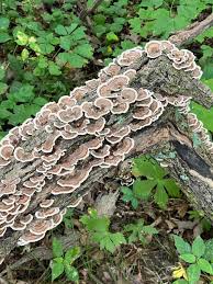 Attēlu rezultāti vaicājumam “Hyphodiscus hymeniophilus”