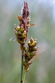 Attēlu rezultāti vaicājumam “Carex caryophyllea flower”