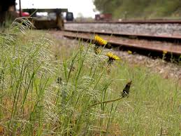 Attēlu rezultāti vaicājumam “Anisantha tectorum”