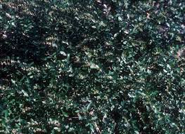 Attēlu rezultāti vaicājumam “Chamaedaphne calyculata fruit”