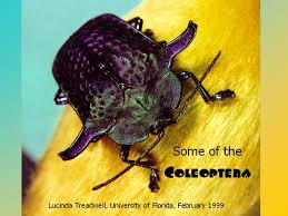 Attēlu rezultāti vaicājumam “Coleoptera”