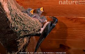 Attēlu rezultāti vaicājumam “Hirundo rustica nest”