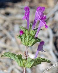 Attēlu rezultāti vaicājumam “Lamium amplexicaule flower”