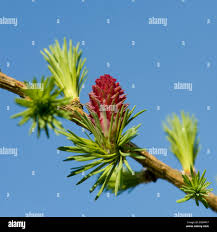 Attēlu rezultāti vaicājumam “Larix decidua flower”