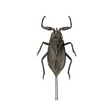 Attēlu rezultāti vaicājumam “Nepa cinerea”