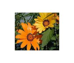 Image result for Dimorphotheca sinuata