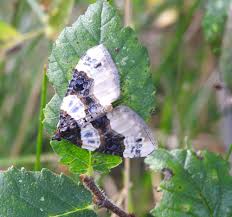 Attēlu rezultāti vaicājumam “Cosmorhoe ocellata”