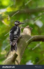 Attēlu rezultāti vaicājumam “Dendrocopos major female”