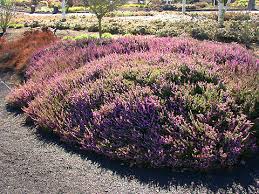 Attēlu rezultāti vaicājumam “Erica x darleyensis flower”