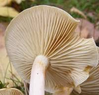 Attēlu rezultāti vaicājumam “Tricholomopsis decora”