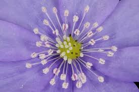 Attēlu rezultāti vaicājumam “Hepatica nobilis fruit”