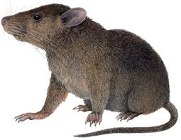 Attēlu rezultāti vaicājumam “Rodentia”