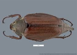 Attēlu rezultāti vaicājumam “Melolontha hippocastani”