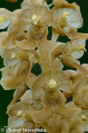 Attēlu rezultāti vaicājumam “Neottia nidus-avis bud”