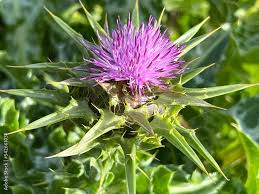 Attēlu rezultāti vaicājumam “Silybum marianum fruit”