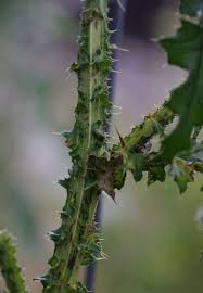 Attēlu rezultāti vaicājumam “Carduus crispus”