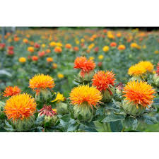 Image result for Carthamus tinctorius