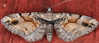 Attēlu rezultāti vaicājumam “Eupithecia sinuosaria”