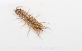 Attēlu rezultāti vaicājumam “Asellus aquaticus”