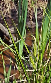 Attēlu rezultāti vaicājumam “Carex vesicaria”