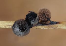 Attēlu rezultāti vaicājumam “Lamproderma pseudomaculatum spores”