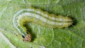 Attēlu rezultāti vaicājumam “Udea fulvalis”