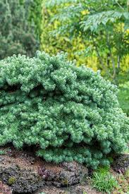 Attēlu rezultāti vaicājumam “Larix kaempferi leaf”