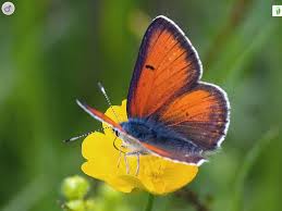 Attēlu rezultāti vaicājumam “Lycaena hippothoe underside”