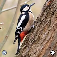 Attēlu rezultāti vaicājumam “Dendrocopos major female”